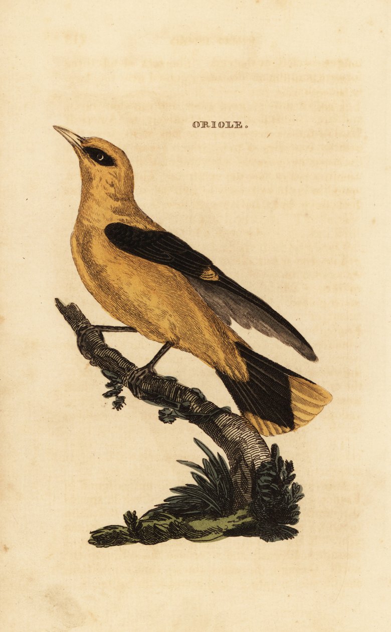 Złota wilga, Oriolus oriolus autorstwa Edward Donovan