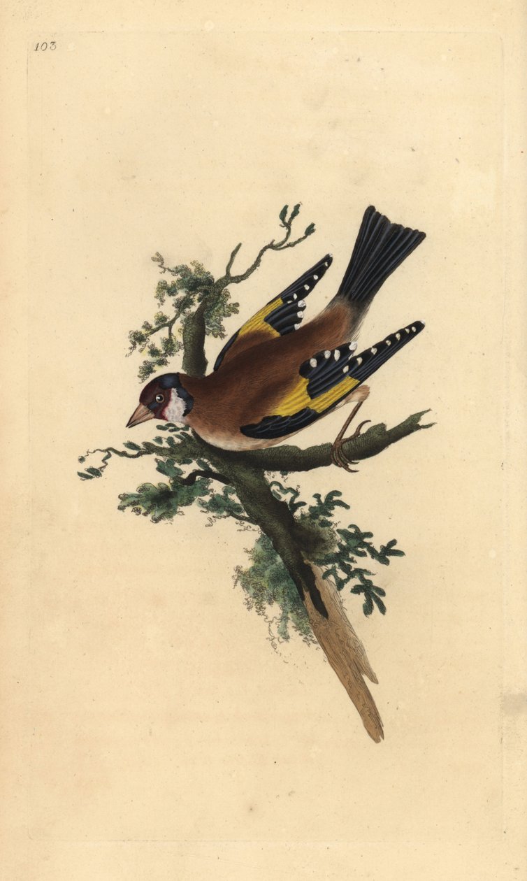 Szczygieł, Carduelis carduelis. Ręcznie kolorowany miedzioryt rysowany i grawerowany przez Edwarda Donovana z jego własnej „Historii naturalnej ptaków brytyjskich”, Londyn autorstwa Edward Donovan