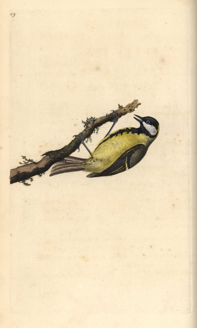 Sikora bogatka, Parus Major. Ręcznie kolorowany miedzioryt rysowany i grawerowany przez Edwarda Donovana z jego własnej „Historii naturalnej ptaków brytyjskich”, Londyn autorstwa Edward Donovan