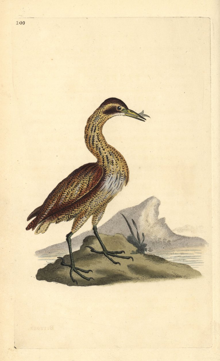 Bąk wielki, Botaurus stellaris. Ręcznie barwiony miedzioryt rysowany i grawerowany przez Edwarda Donovana z jego własnej „Historii naturalnej ptaków brytyjskich”, Londyn autorstwa Edward Donovan