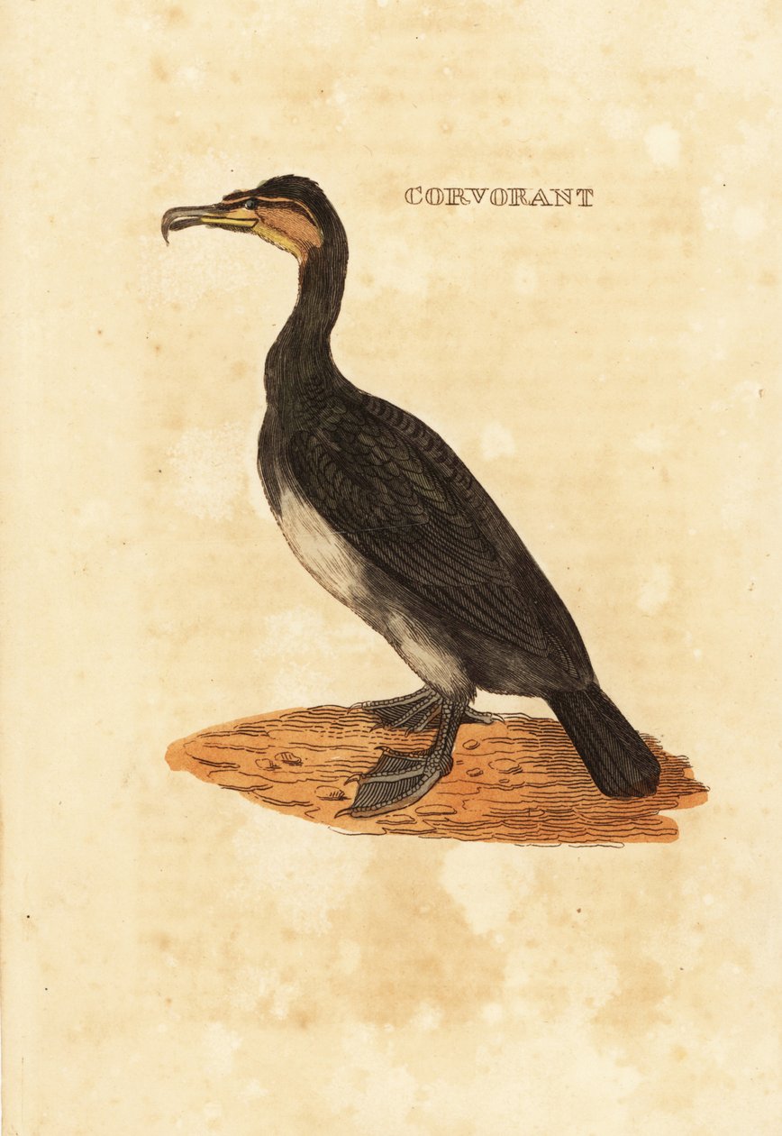 Kormoran wielki , Phalacrocorax carbo autorstwa Edward Donovan
