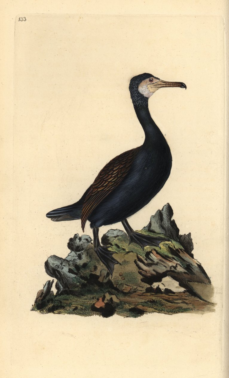 Kormoran wielki, Phalacrocorax carbo. Ręcznie barwiony miedzioryt narysowany i rytowany przez Edwarda Donovana z jego własnej „Historii naturalnej ptaków brytyjskich” (1794-1819). Edward Donovan (1768-1837) był anglo-irlandzkim zoologiem-amatorem, pisarzem autorstwa Edward Donovan
