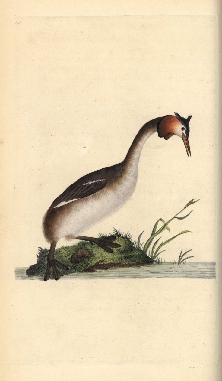Perkoz dwuczuby, Podiceps cristatus. Ręcznie kolorowany miedzioryt rysowany i grawerowany przez Edwarda Donovana z jego własnej „Historii naturalnej ptaków brytyjskich”, Londyn autorstwa Edward Donovan