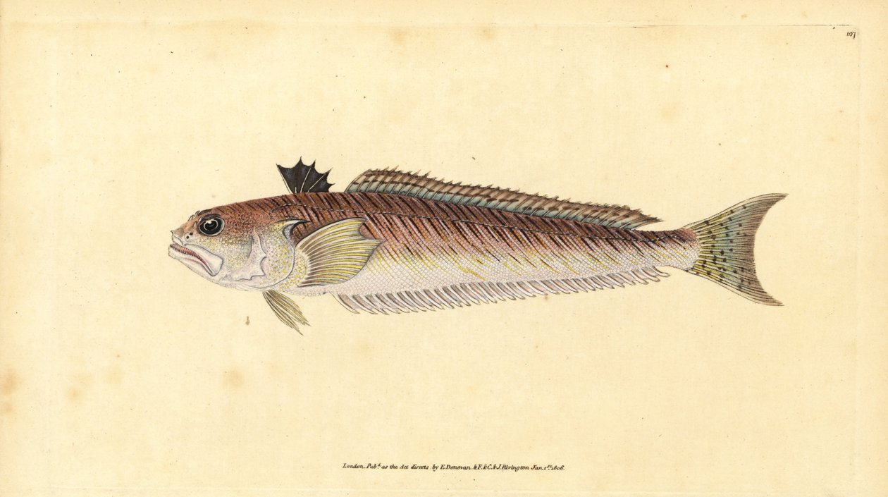 Grubosz Trachinus draco (Wielka tkacz lub byk, Trachinus major). Ręcznie barwiony miedzioryt narysowany i rytowany przez Edwarda Donovana z jego Natural History of British Fishes, Donovan and F.C. i J. Rivington, Londyn autorstwa Edward Donovan