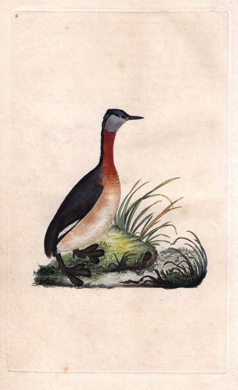 Perkoz wesoły. Podiceps grisegena (Podiceps ruficollis). Miedzioryt Edwarda Donovana (1768-1837), opublikowany w Histoire naturelle des oiseaux britanniques, Londyn autorstwa Edward Donovan