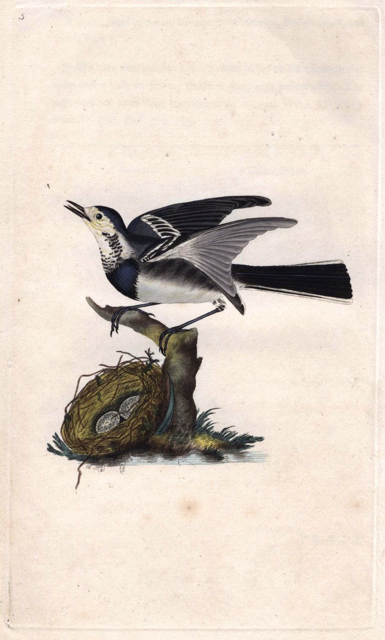 Pliszka szara. Motacilla alba. Miedzioryt autorstwa Edwarda Donovana (1768-1837), opublikowany w Natural History of British Birds, Londyn autorstwa Edward Donovan