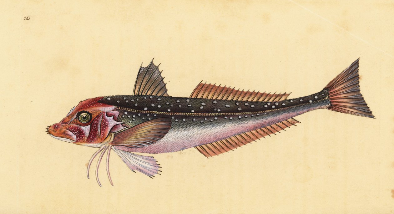 Gurnard szary , Eutrigla gurnardus (Trigla gurnardus). Ręcznie barwiony miedzioryt narysowany i rytowany przez Edwarda Donovana z jego Natural History of British Fishes, Donovan and F.C. i J. Rivington, Londyn autorstwa Edward Donovan