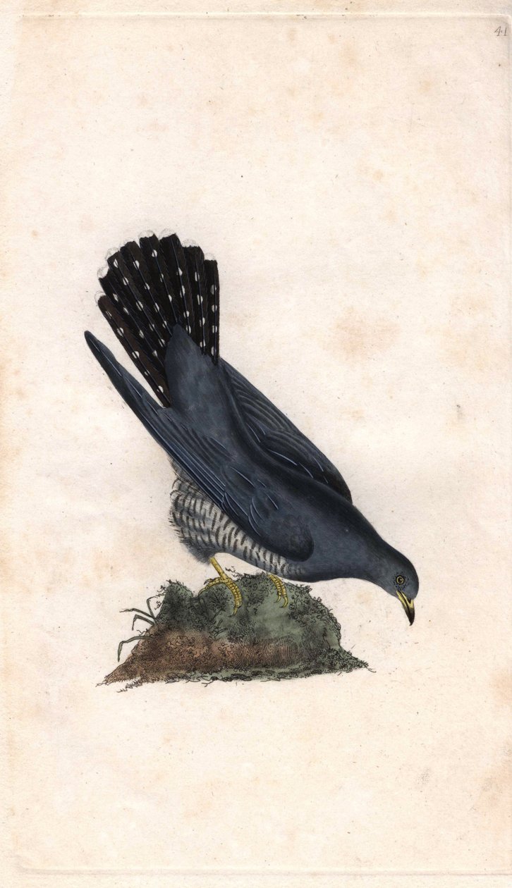 Szary cześć. Cuculus canorus. Miedzioryt autorstwa Edwarda Donovana (1768-1837), opublikowany w Natural History of British Birds, Londyn autorstwa Edward Donovan