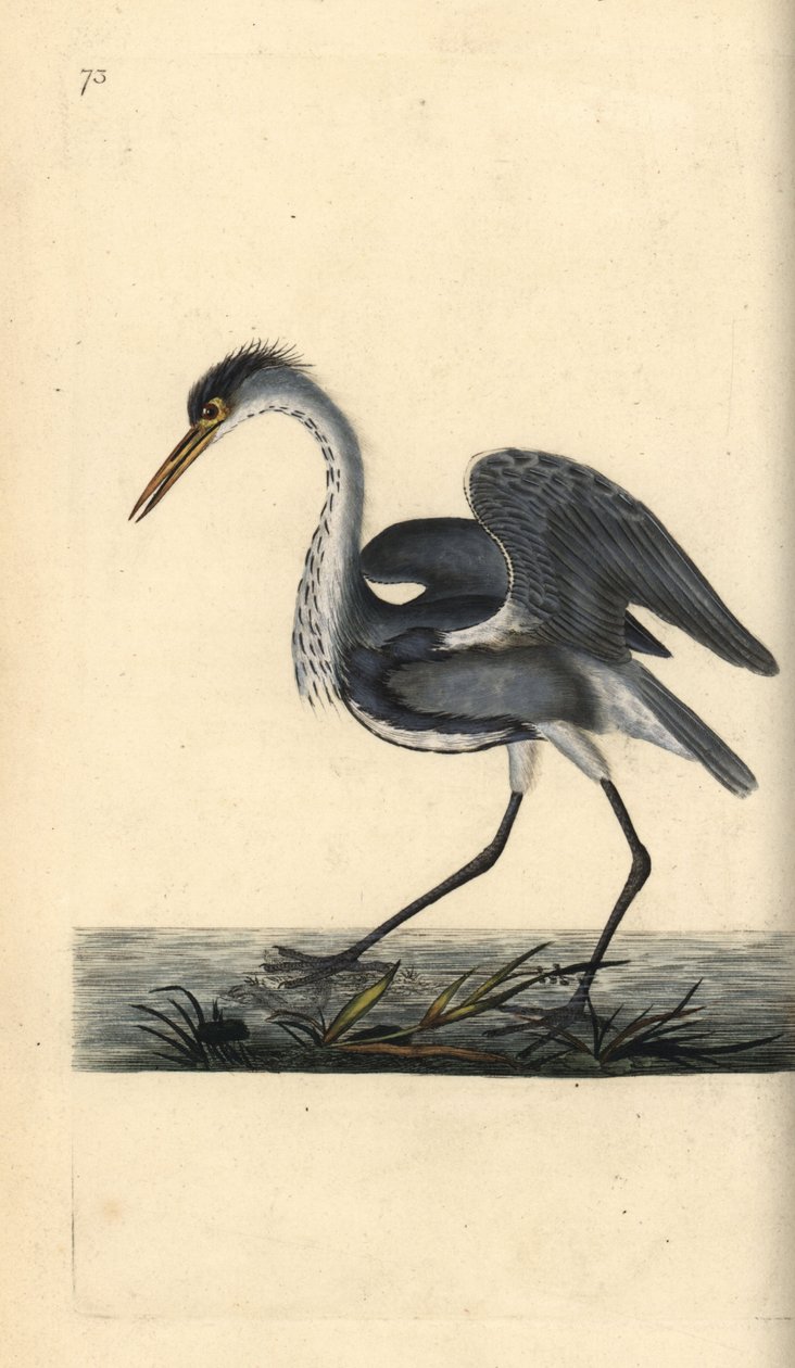 Czapla siwa, Ardea cinerea. Ręcznie barwiony miedzioryt rysowany i grawerowany przez Edwarda Donovana z jego własnej „Historii naturalnej ptaków brytyjskich”, Londyn autorstwa Edward Donovan
