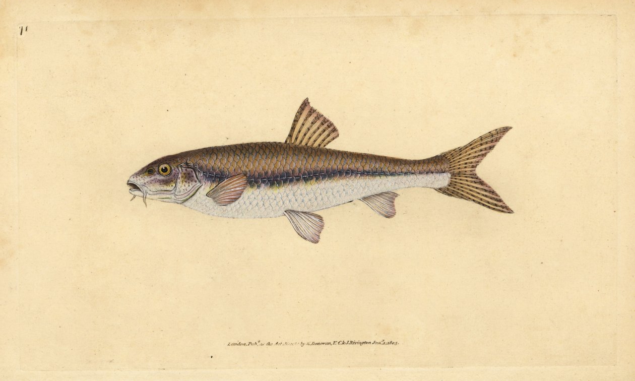 Gudgeon, Gobio gobio (Cyprinus gobio). Ręcznie barwiony miedzioryt narysowany i rytowany przez Edwarda Donovana z jego Natural History of British Fishes, Donovan and F.C. i J. Rivington, Londyn autorstwa Edward Donovan
