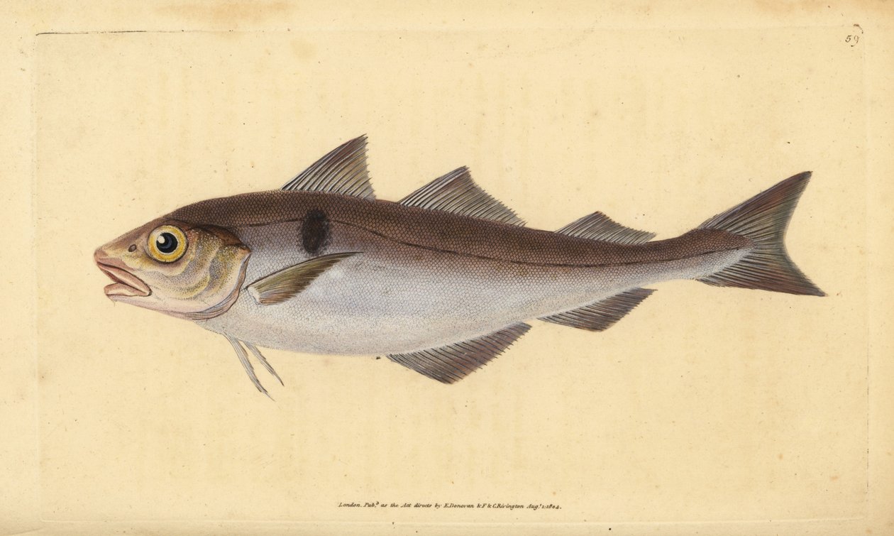 Plamiak, Melanogrammus aeglefinus (Gadus aeglefinus). Wrażliwy. Ręcznie barwiony miedzioryt narysowany i rytowany przez Edwarda Donovana z jego Natural History of British Fishes, Donovan and F.C. i J. Rivington, Londyn autorstwa Edward Donovan