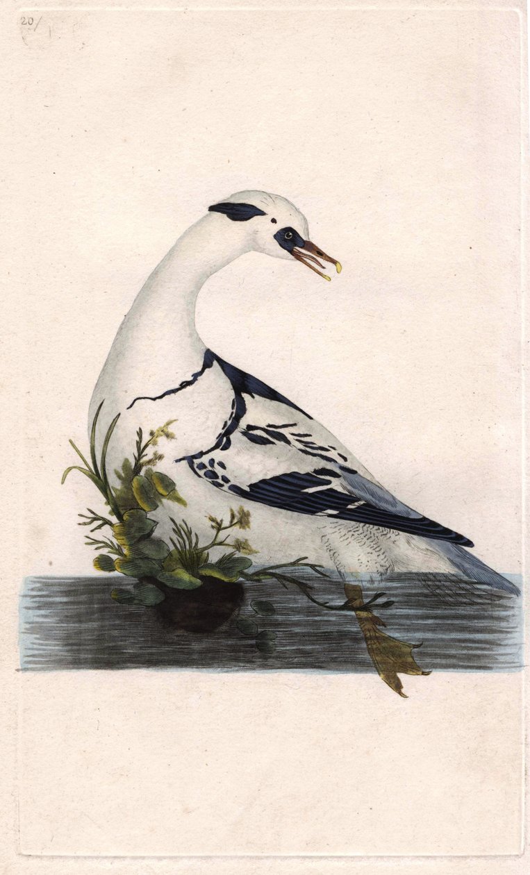 Pionki Harle. Mergus albellus. Miedzioryt autorstwa Edwarda Donovana (1768-1837), opublikowany w Natural History of British Birds, Londyn autorstwa Edward Donovan