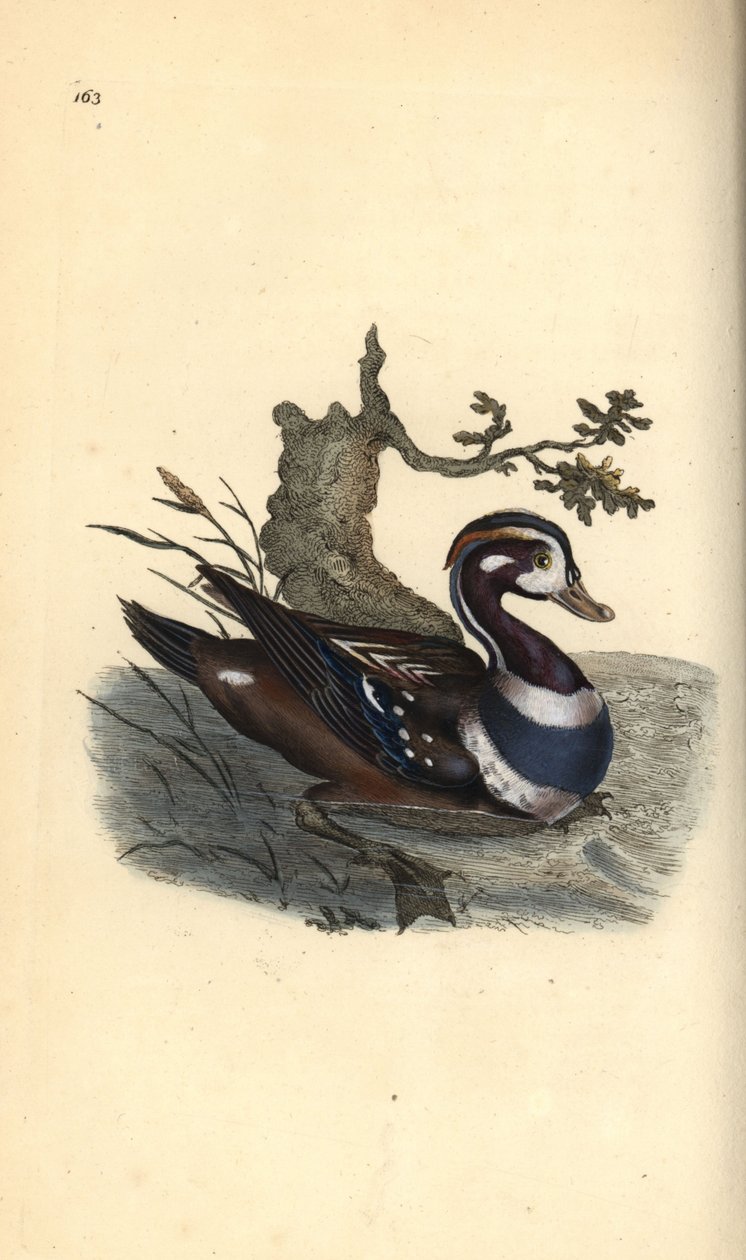 Kaczka Harlequin, Histrionicus histrionicus. Ręcznie kolorowany miedzioryt narysowany i wygrawerowany przez Edwarda Donovana z jego własnej "Natural History of British Birds", Londyn. autorstwa Edward Donovan