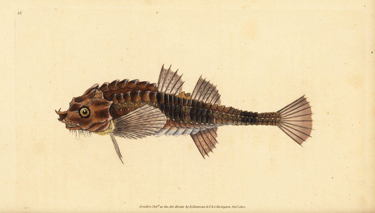 Hooknose, Agonus cataphractus (Pogge lub uzbrojony głowa byka, Cottus cataphractus). Ręcznie barwiony miedzioryt narysowany i rytowany przez Edwarda Donovana z jego Natural History of British Fishes, Donovan and F.C. i J. Rivington, Londyn autorstwa Edward Donovan