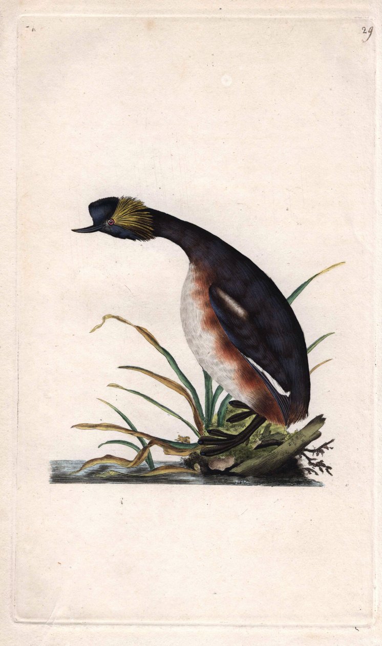 Perkoz rogaty lub perkoz rogaty. Podiceps auritus (Colymbus auritus). Miedzioryt Edwarda Donovana (1768-1837), opublikowany w Histoire naturelle des oiseaux britanniques, Londyn autorstwa Edward Donovan