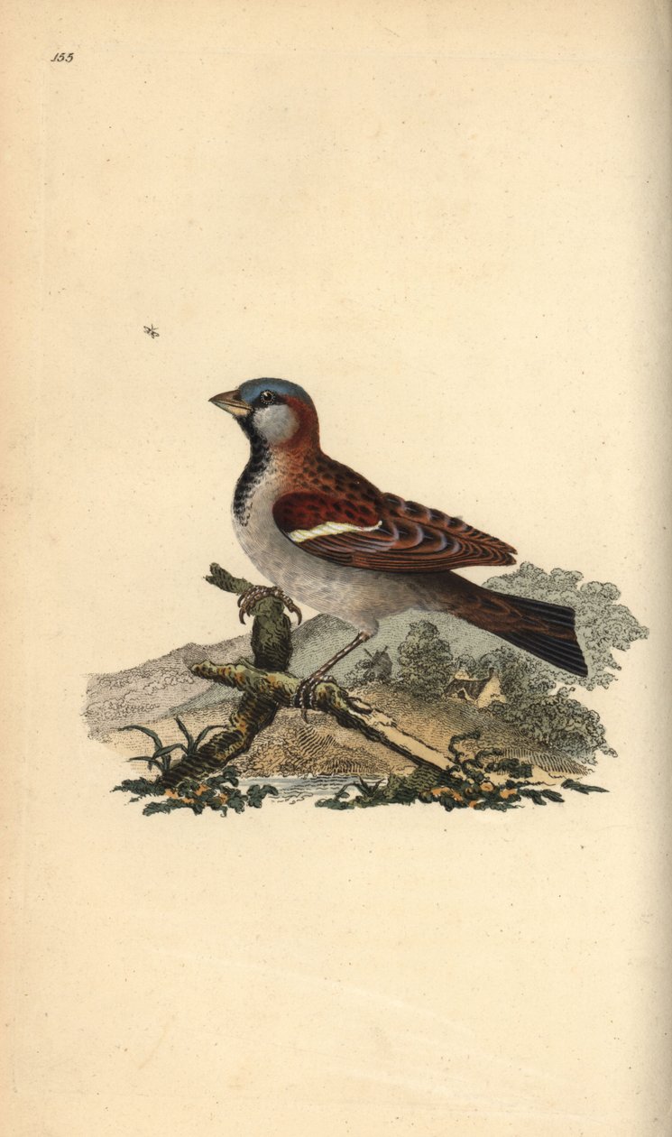 Wróbel, Pour domesticus. Ręcznie kolorowany miedzioryt rysowany i grawerowany przez Edwarda Donovana z jego własnej „Historii naturalnej ptaków brytyjskich”, Londyn autorstwa Edward Donovan