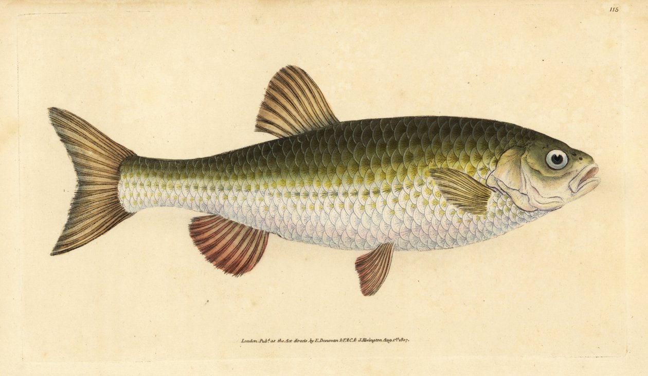 Ide, Leuciscus idus (Khub, Cyprinus jeses). Ręcznie barwiony miedzioryt narysowany i rytowany przez Edwarda Donovana z jego Natural History of British Fishes, Donovan and F.C. i J. Rivington, Londyn autorstwa Edward Donovan