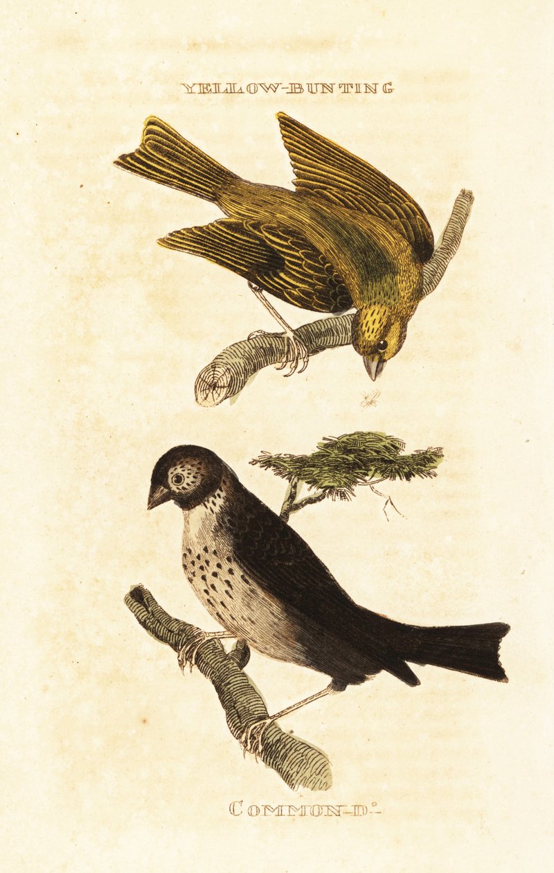 Trznadel japoński, Emberiza sulphurata i potrzeszcz kukurydziany, Emberiza calandra autorstwa Edward Donovan