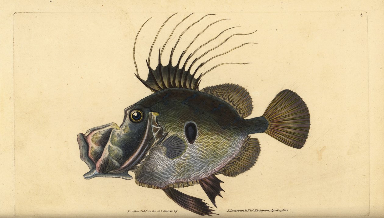John Dory lub Doree, Zeus faber. Ręcznie barwiony miedzioryt narysowany i rytowany przez Edwarda Donovana z jego Natural History of British Fishes, Donovan and F.C. i J. Rivington, Londyn autorstwa Edward Donovan
