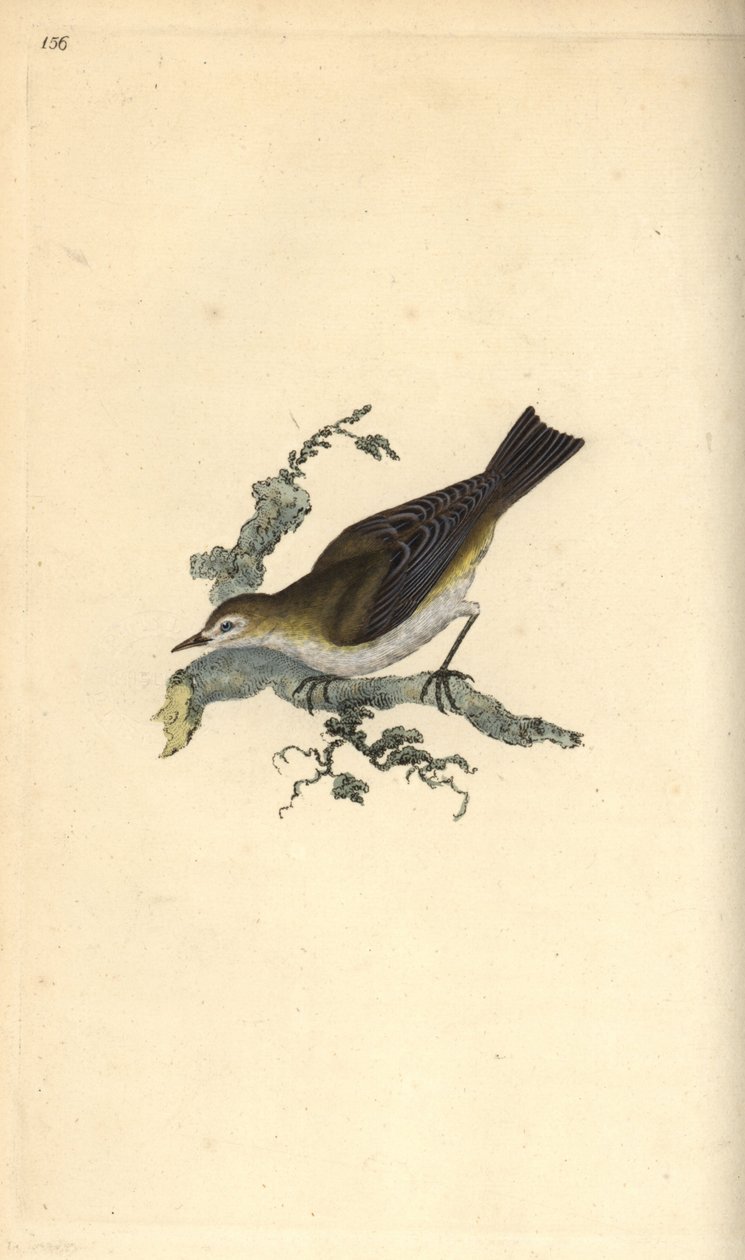 Małe halki, hipopotam motacilla. Ręcznie kolorowany miedzioryt rysowany i grawerowany przez Edwarda Donovana z jego własnej „Historii naturalnej ptaków brytyjskich”, Londyn autorstwa Edward Donovan