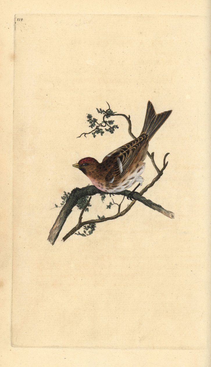 Mała czeczotka, kabaret Carduelis. Ręcznie barwiony miedzioryt rysowany i grawerowany przez Edwarda Donovana z jego własnej „Historii naturalnej ptaków brytyjskich”, Londyn autorstwa Edward Donovan