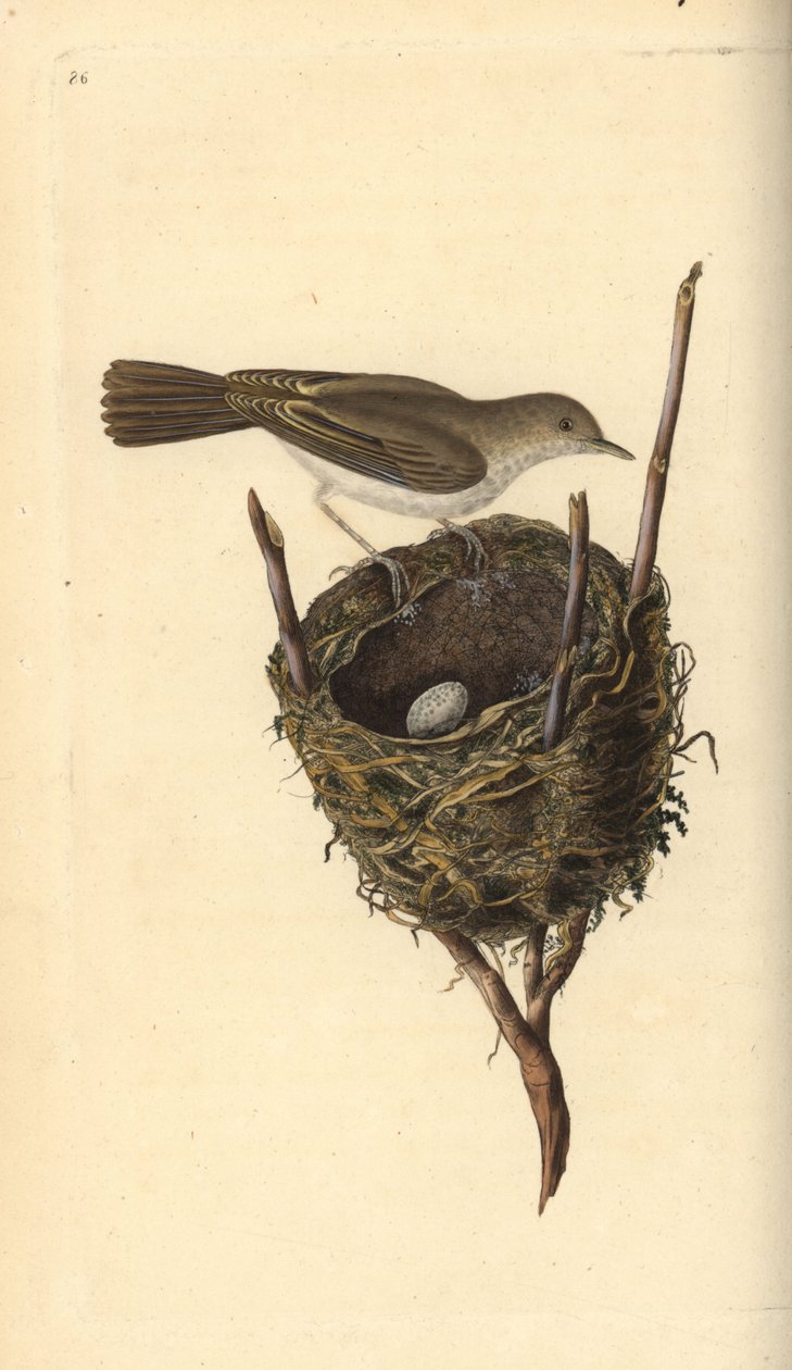 Podróżniczek, Sylvia communis, z gniazdem i jajkiem. Ręcznie kolorowany miedzioryt narysowany i wygrawerowany przez Edwarda Donovana z jego własnej "Natural History of British Birds", Londyn. autorstwa Edward Donovan