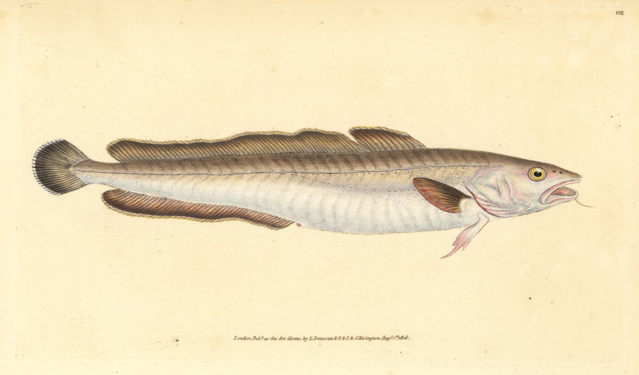 Ryba molva, Molva molva (Gadus molva). Ręcznie barwiony miedzioryt narysowany i rytowany przez Edwarda Donovana z jego Natural History of British Fishes, Donovan and F.C. i J. Rivington, Londyn autorstwa Edward Donovan