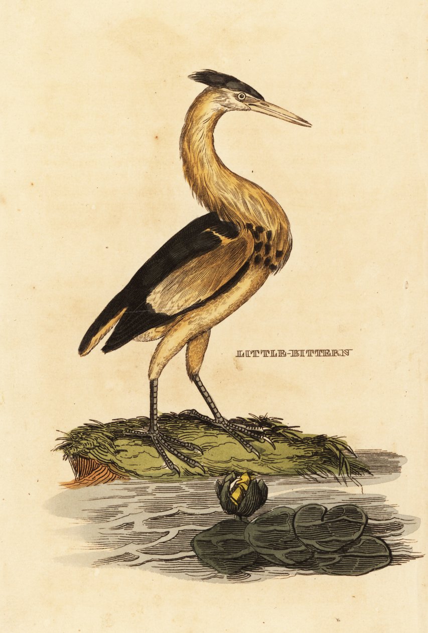 Bączek, Ixobrychus minutus autorstwa Edward Donovan