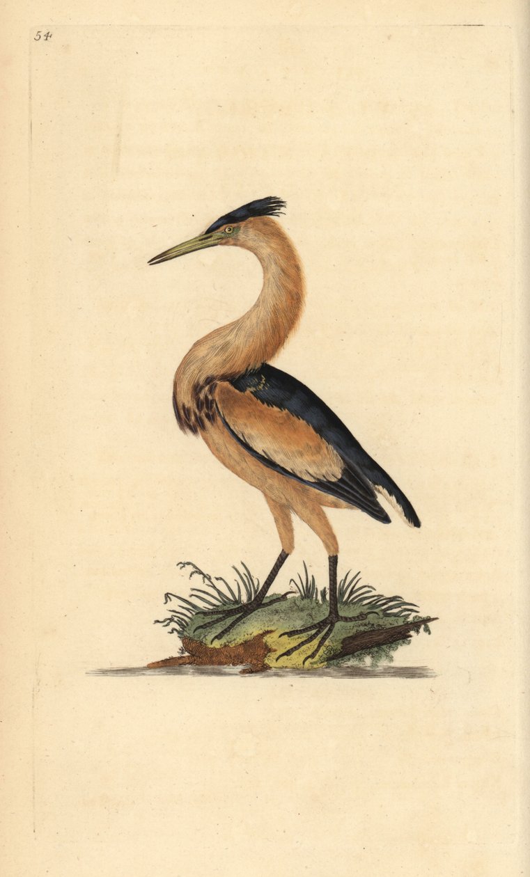 Mały bączek, Ixobrychus minutus. Ręcznie barwiony miedzioryt rysowany i grawerowany przez Edwarda Donovana z jego własnej „Historii naturalnej ptaków brytyjskich”, Londyn autorstwa Edward Donovan