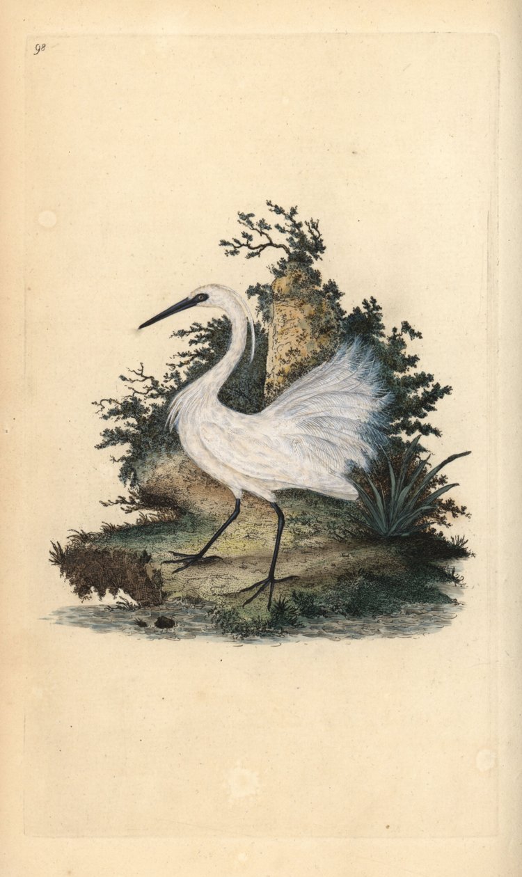Czapla, Egreta Garzetta. Ręcznie barwiony miedzioryt rysowany i grawerowany przez Edwarda Donovana z jego własnej „Historii naturalnej ptaków brytyjskich”, Londyn autorstwa Edward Donovan