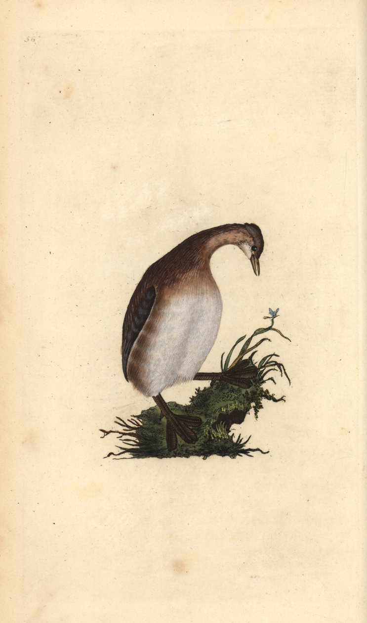 Mały perkoz, Tachybaptus ruficollis. Ręcznie barwiony miedzioryt rysowany i grawerowany przez Edwarda Donovana z jego własnej „Historii naturalnej ptaków brytyjskich”, Londyn autorstwa Edward Donovan