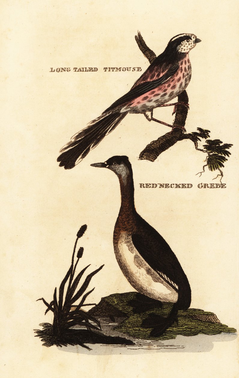 Sikora długoogoniasta, Aegithalos caudatus i perkoz rdzawoszyjny, Podiceps grisegena autorstwa Edward Donovan