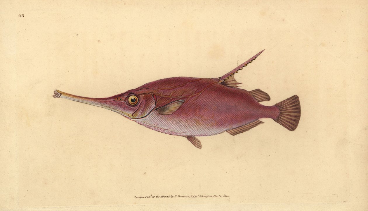 Snipefish, Macroramphosus scolopax (Bekas lub trąbka, Centriscus scolopax). Ręcznie barwiony miedzioryt narysowany i rytowany przez Edwarda Donovana z jego Natural History of British Fishes, Donovan and F.C. i J. Rivington, Londyn autorstwa Edward Donovan