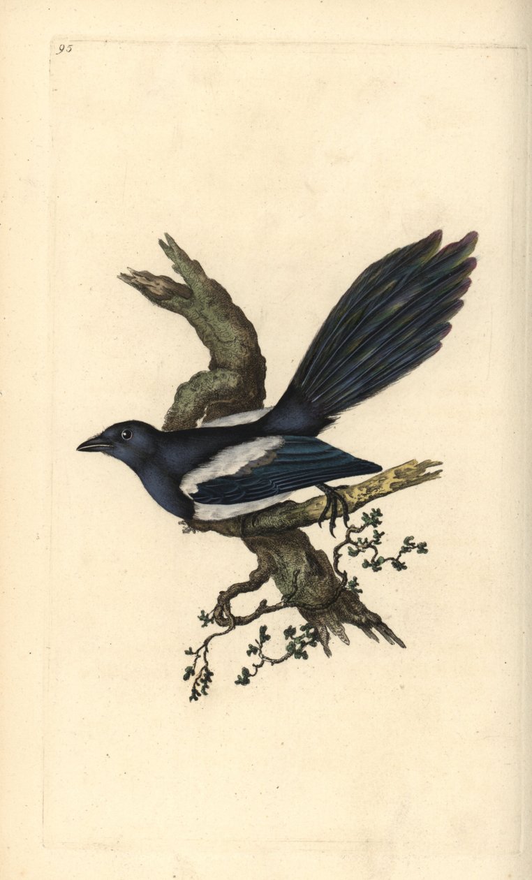 Sroka, Pica pica. Ręcznie kolorowany miedzioryt rysowany i grawerowany przez Edwarda Donovana z jego własnej „Historii naturalnej ptaków brytyjskich”, Londyn autorstwa Edward Donovan