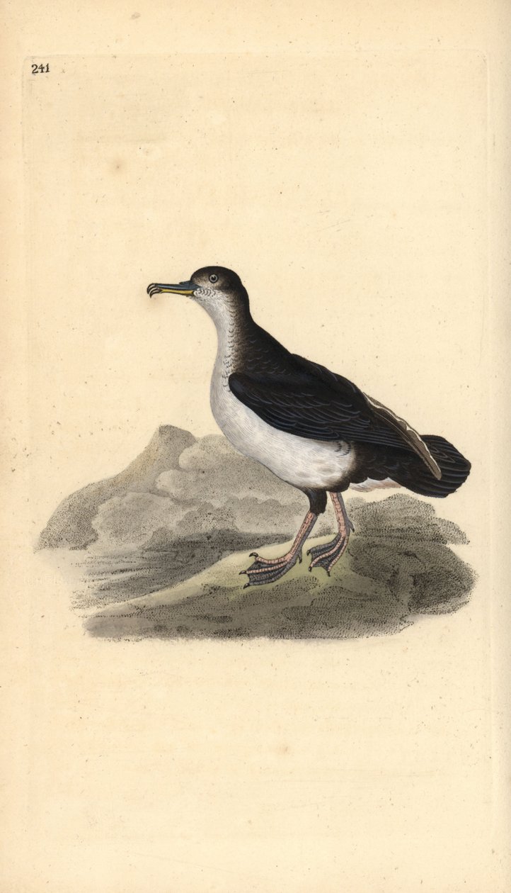 Burzyk manx, Puffinus puffinus. Ręcznie kolorowany miedzioryt rysowany i grawerowany przez Edwarda Donovana z jego własnej „Historii naturalnej ptaków brytyjskich”, Londyn autorstwa Edward Donovan