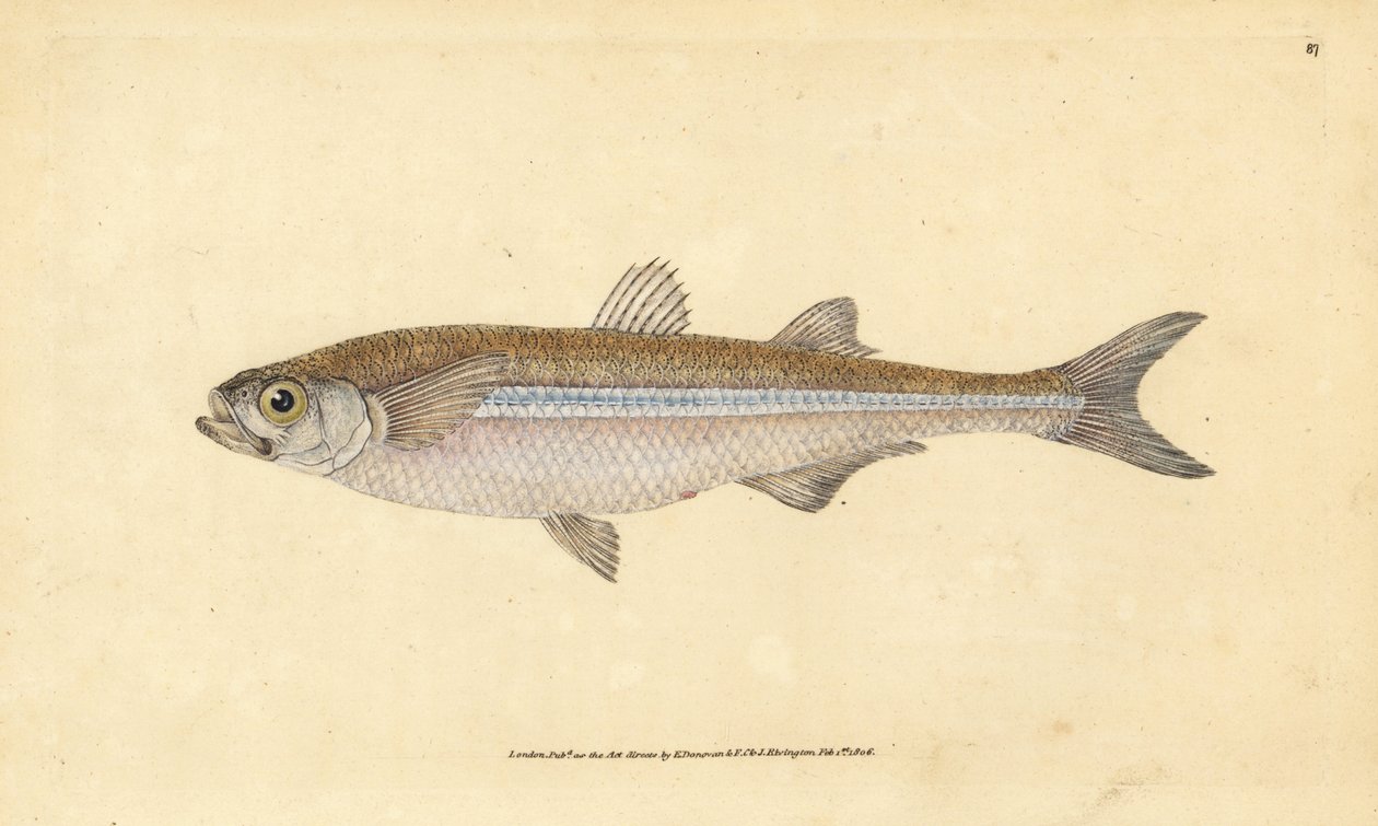 Piasek śródziemnomorski pachniał lub europejska atherine, Atherina hepsetus. Ręcznie barwiony miedzioryt narysowany i rytowany przez Edwarda Donovana z jego Natural History of British Fishes, Donovan and F.C. i J. Rivington, Londyn autorstwa Edward Donovan