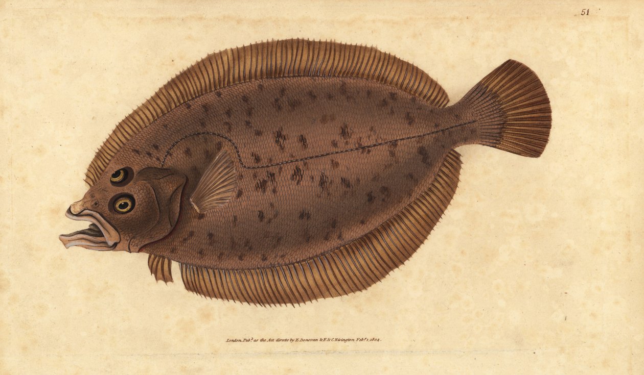 Megrim lub whiff, Lepidorhombus whiffagonis (Pleuronectes megastoma). Ręcznie barwiony miedzioryt narysowany i rytowany przez Edwarda Donovana z jego Natural History of British Fishes, Donovan and F.C. i J. Rivington, Londyn autorstwa Edward Donovan