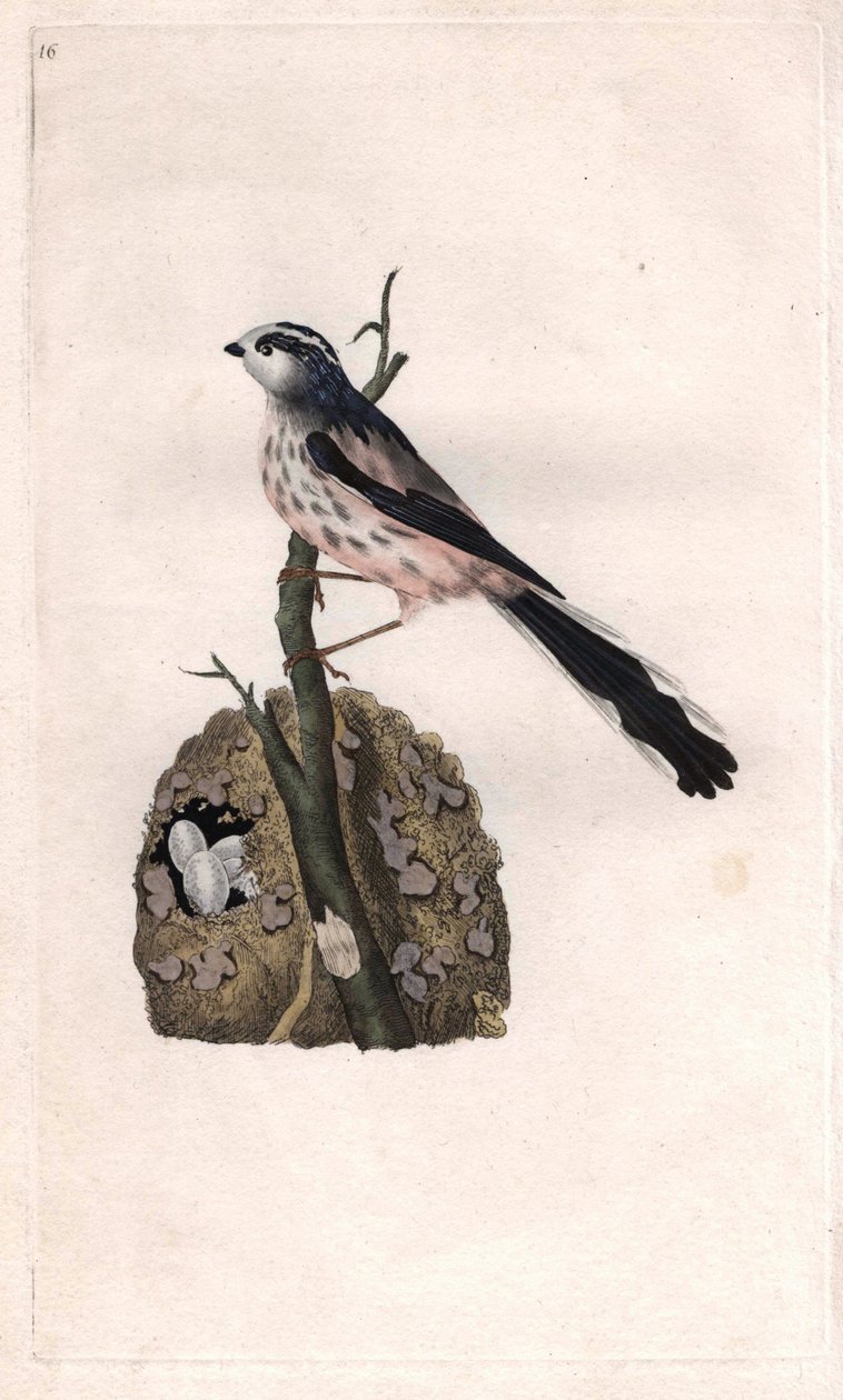 Mesange ma długi ogon. Aegithalos caudatus (Parus caudatus). Miedzioryt Edwarda Donovana (1768-1837), opublikowany w Histoire naturelle des oiseaux britanniques, Londyn autorstwa Edward Donovan