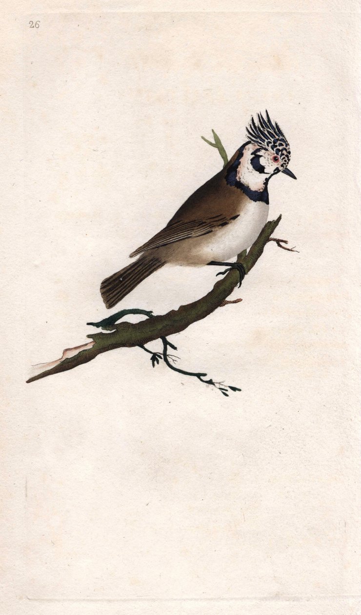 czubaty sikora. Lopophanes cristatus cristatus (Parus cristatus). Miedzioryt autorstwa Edwarda Donovana (1768-1837), opublikowany w Natural History of British Birds, Londyn autorstwa Edward Donovan