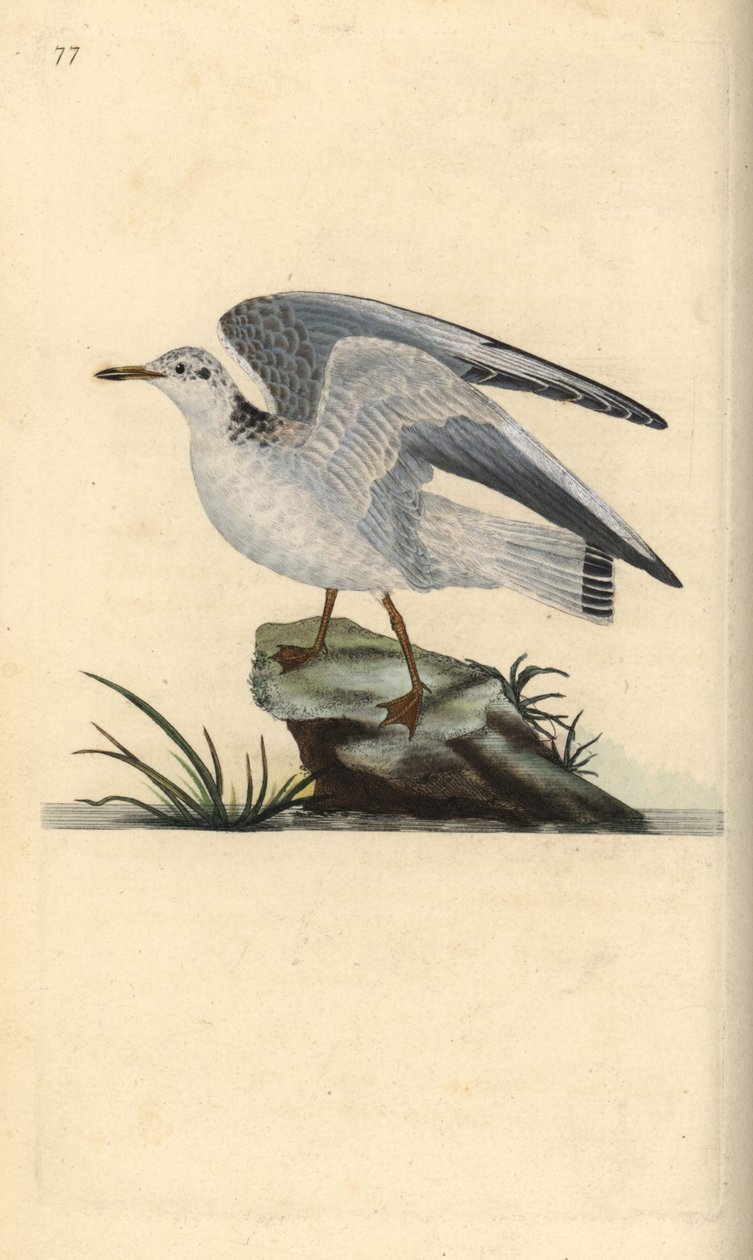 Mew lub mewa zimowa, Larus canus. Ręcznie kolorowany miedzioryt ...