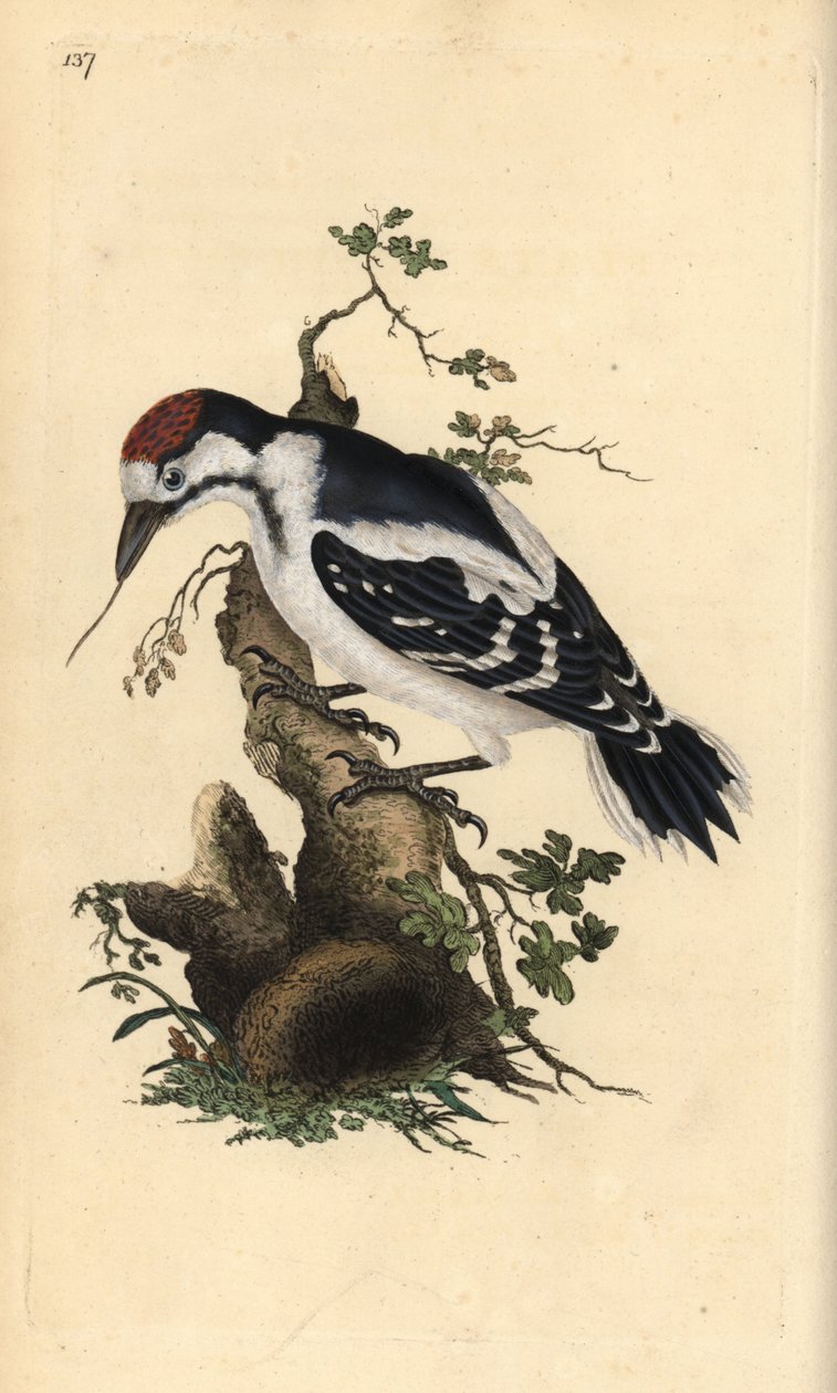 Dzięcioł średni, Dendrocopos medius. Ręcznie barwiony miedzioryt rysowany i grawerowany przez Edwarda Donovana z jego własnej „Historii naturalnej ptaków brytyjskich”, Londyn autorstwa Edward Donovan