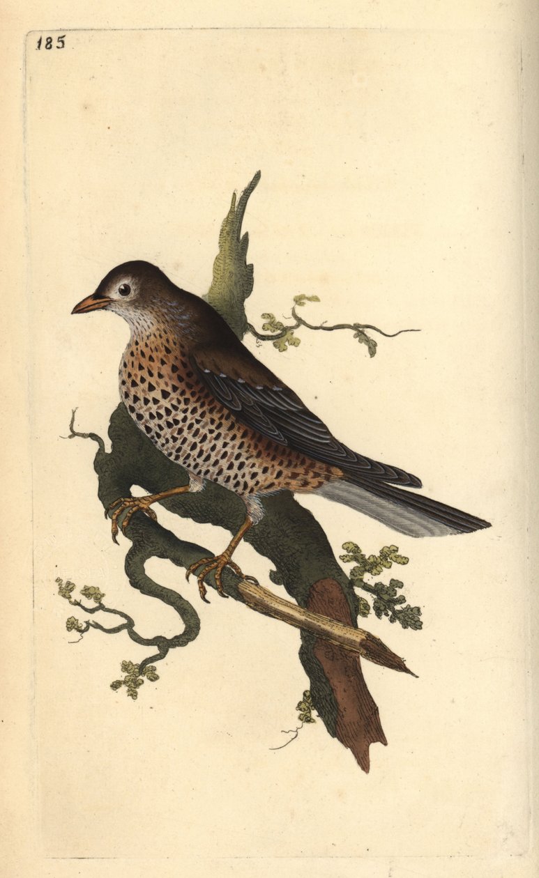 Drozd jemioła, Turdus viscivorus. Ręcznie kolorowany miedzioryt rysowany i grawerowany przez Edwarda Donovana z jego własnej „Historii naturalnej ptaków brytyjskich”, Londyn autorstwa Edward Donovan