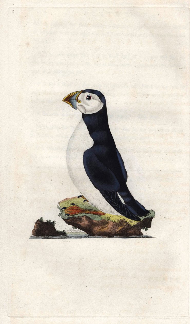 Burzyk mnich. Fratercula arctica (Alca arctica). Miedzioryt autorstwa Edwarda Donovana (1768-1837), opublikowany w Natural History of British Birds, Londyn autorstwa Edward Donovan