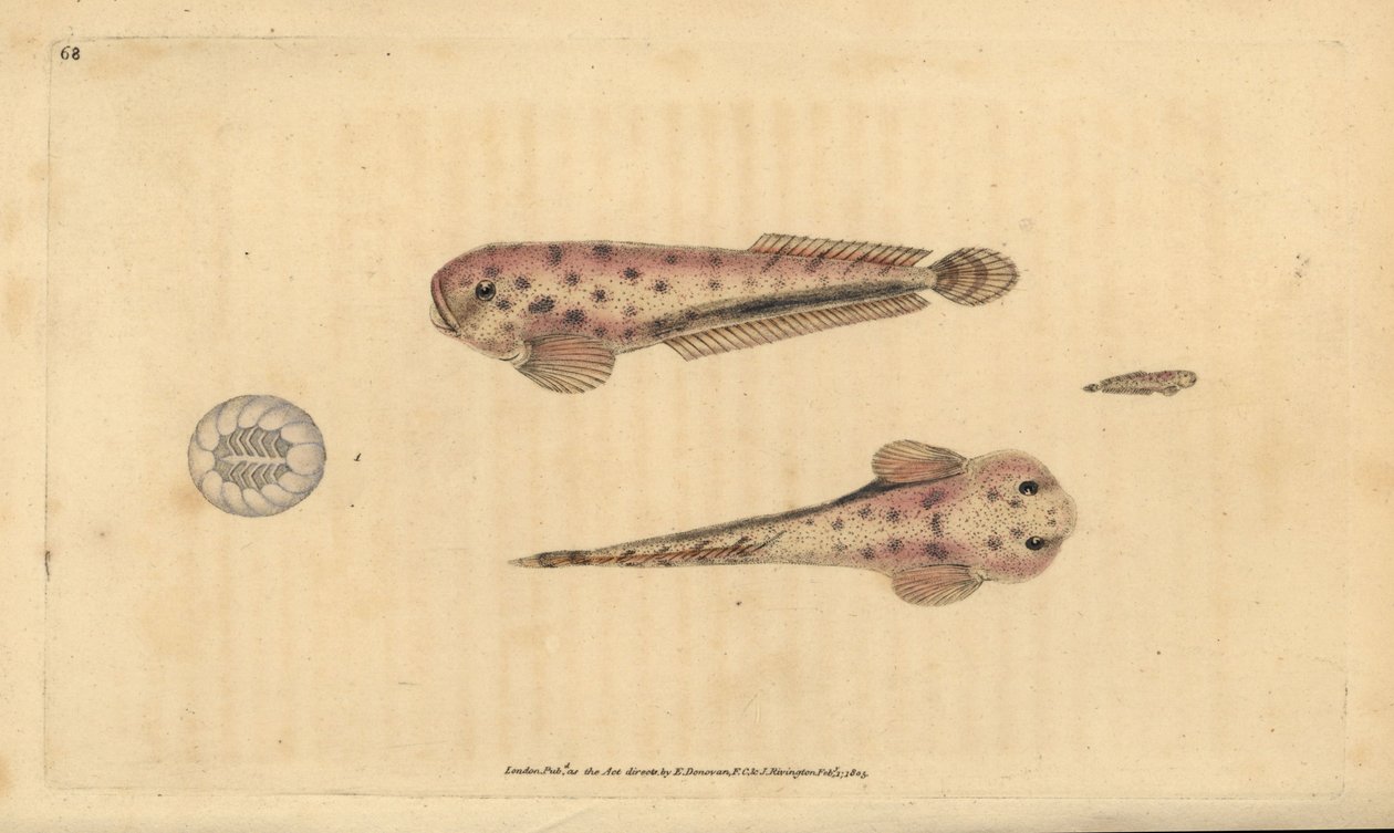 Ślimak morski z Montagua, Liparis montagui (Zdrobniony Lumpsucker, Cyclopterus montagui). Ręcznie barwiony miedzioryt narysowany i rytowany przez Edwarda Donovana z jego Natural History of British Fishes, Donovan and F.C. i J. Rivington, Londyn autorstwa Edward Donovan