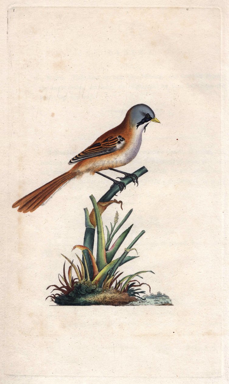 Panierka wąsowa (wróblowata). Panurus biarmicus (Parus biarmicus). Miedzioryt autorstwa Edwarda Donovana (1768-1837), opublikowany w Natural History of British Birds, Londyn autorstwa Edward Donovan