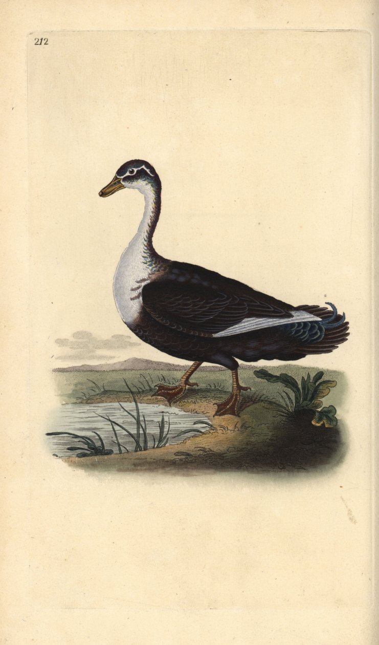 Kaczka piżmowa (wariant), Cairina moschata. Ręcznie barwiony miedzioryt rysowany i grawerowany przez Edwarda Donovana z jego własnej „Historii naturalnej ptaków brytyjskich”, Londyn autorstwa Edward Donovan