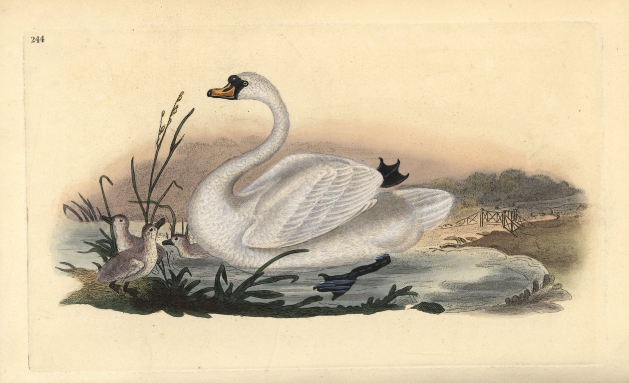 Łabędź niemy Cygnus olor z pisklętami. Ręcznie kolorowany miedzioryt rysowany i grawerowany przez Edwarda Donovana z jego własnej „Historii naturalnej ptaków brytyjskich”, Londyn autorstwa Edward Donovan