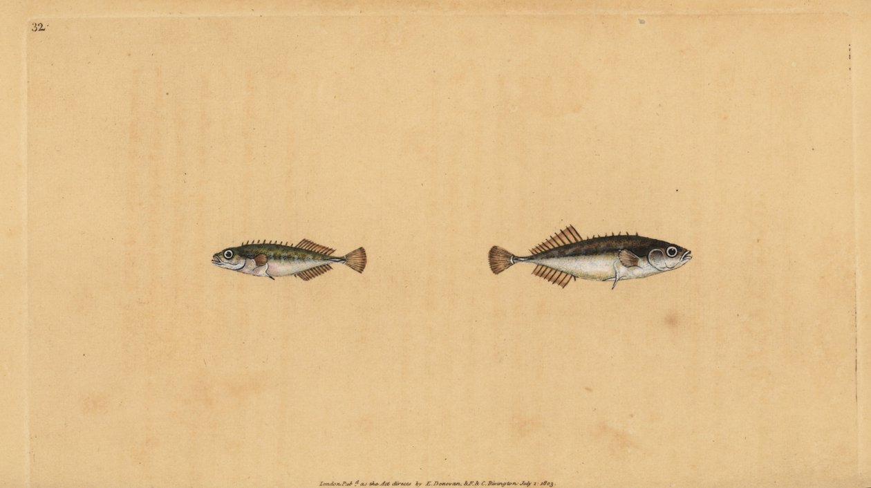 Ciernik dziewięciorzędowy, Pungitius pungitius (ciernik mniejszy lub dziesięciokolcowy, Gasterosteus pungitius). Ręcznie barwiony miedzioryt narysowany i rytowany przez Edwarda Donovana z jego Natural History of British Fishes, Donovan and F.C. i J. Riving autorstwa Edward Donovan