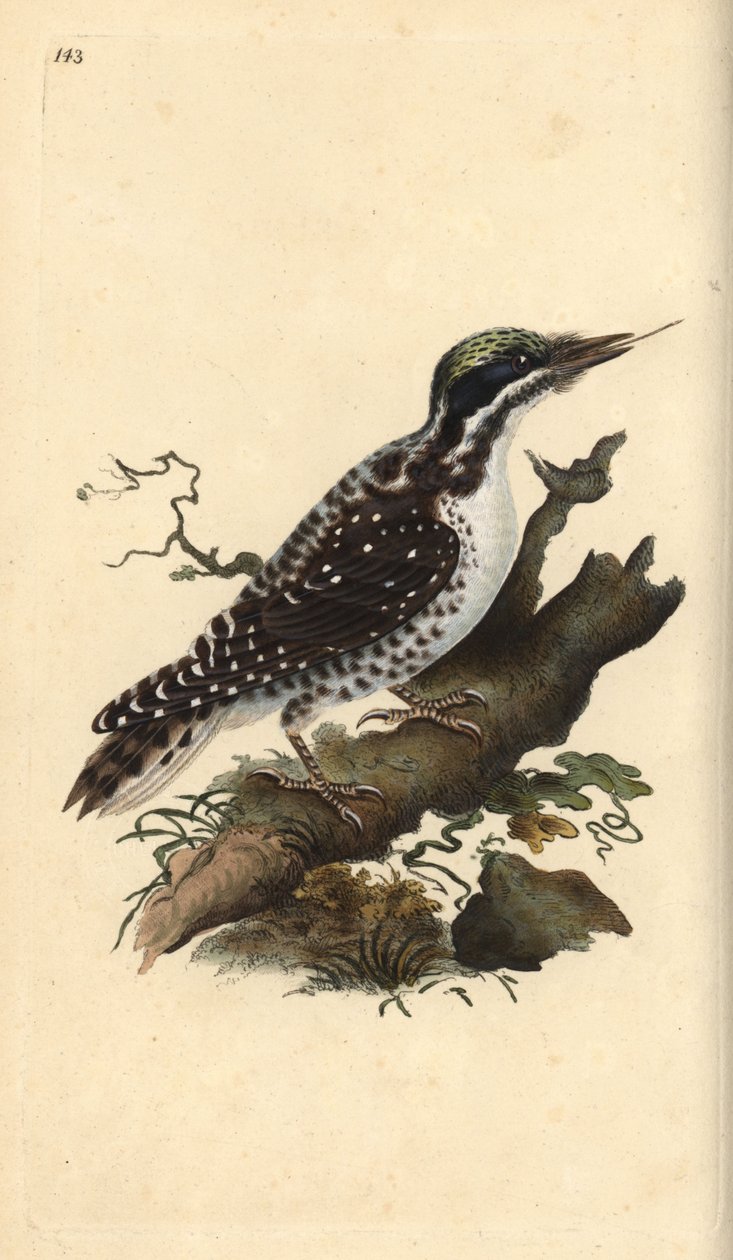 Północny dzięcioł trójpalczasty. Picoides tridactylus. Ręcznie kolorowany miedzioryt rysowany i grawerowany przez Edwarda Donovana z jego własnej „Historii naturalnej ptaków brytyjskich”, Londyn autorstwa Edward Donovan