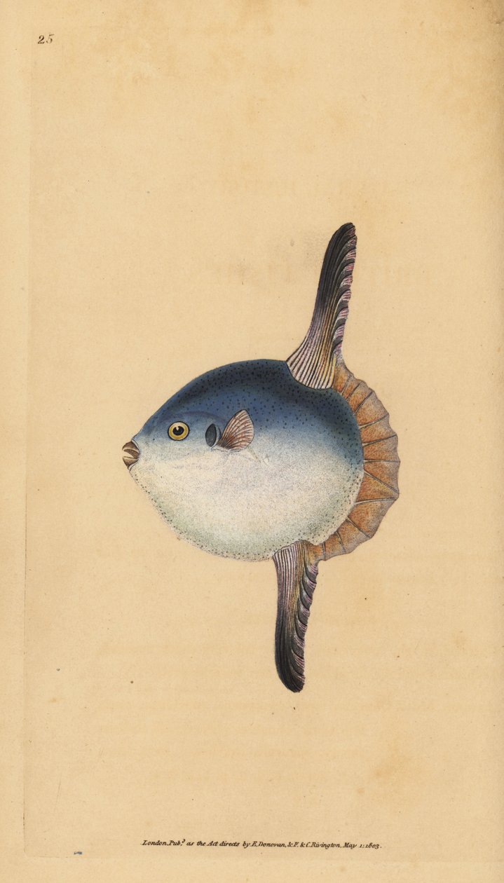 Samogłów oceaniczny, Mola mola. Wrażliwy. (Ryby słoneczne, Tetrodon mola). Ręcznie barwiony miedzioryt narysowany i rytowany przez Edwarda Donovana z jego Natural History of British Fishes, Donovan and F.C. i J. Rivington, Londyn autorstwa Edward Donovan